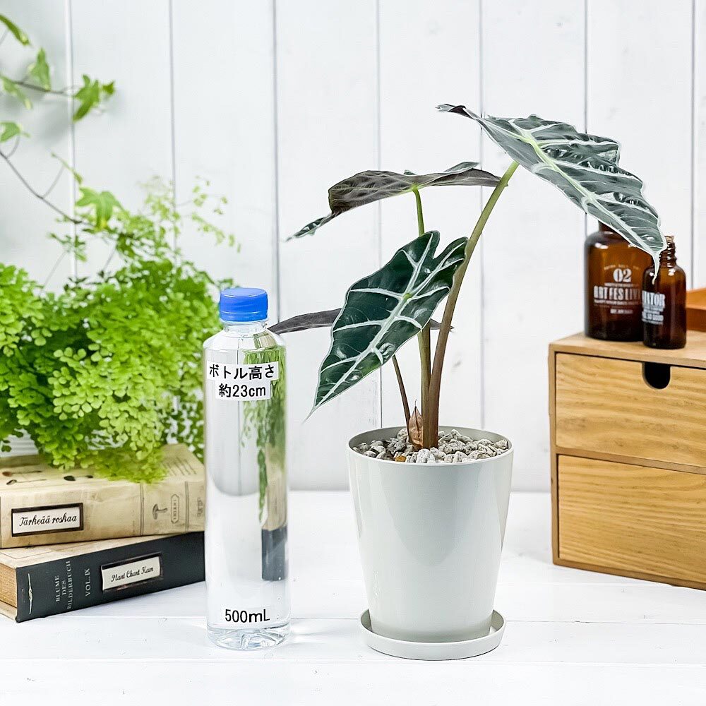 PLANCHU 観葉植物 アロカシア アマゾニカ ポリー 4号鉢 受け皿付き 育て方説明書付き Alocasia × amazonica ‘Polly’ アロイド