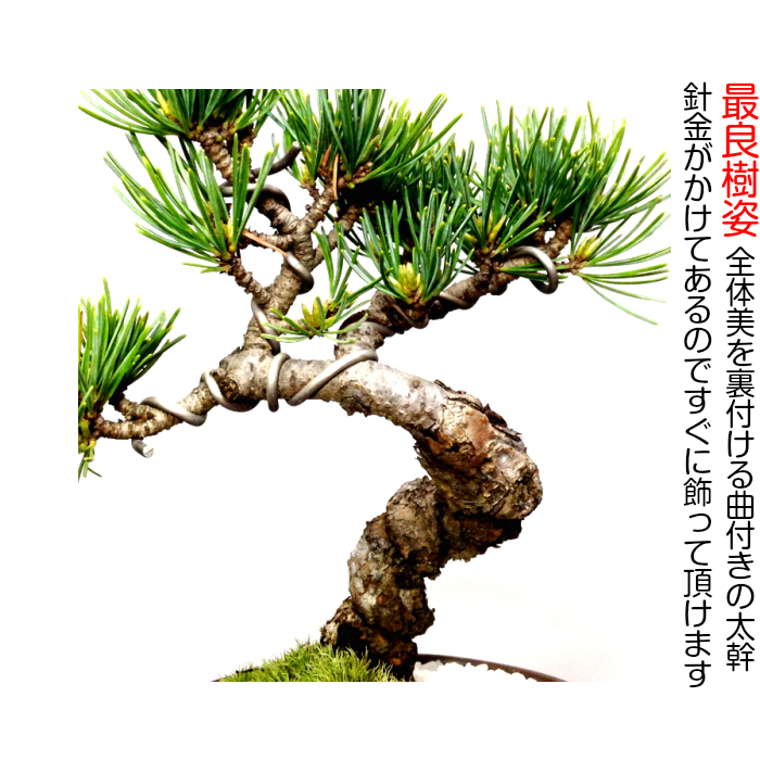 盆栽 松 樹齢7年 特選 五葉松 小品盆栽 育て方ガイド付 送料無料 無料ラッピング 趣味 曲付き太幹 高松五葉松 縁起の良い松 新しい趣味 植物 盆栽 松 室内 初心者 おしゃれ 盆栽 ミニ観葉 誕生日 敬老の日 父の日 プレゼント フラワーギフト 送料無料
