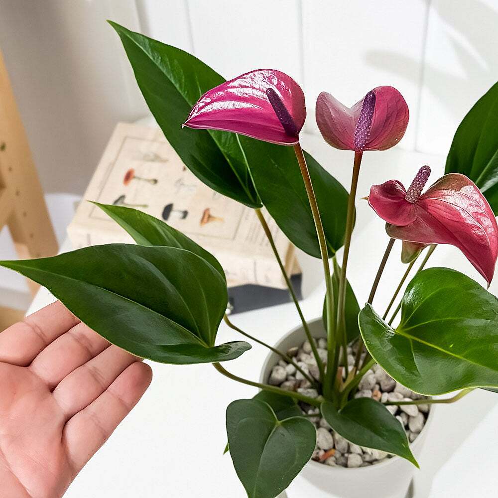 PLANCHU 観葉植物 アンスリウム シラノ 4号鉢 受け皿付き 育て方説明書付き Anthurium andraeanum ‘Cirano’ アンスリューム アロイド 鉢花 パープル系