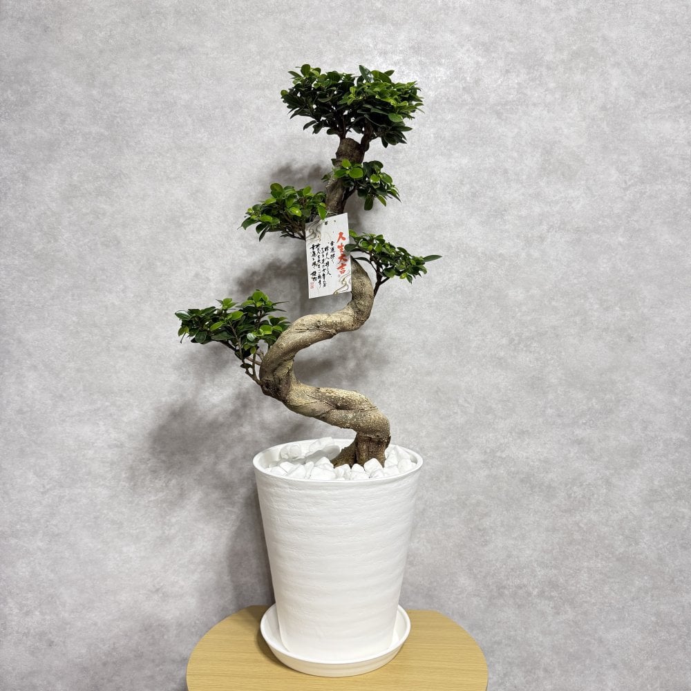 現品 ガジュマル 観葉植物 曲がり 8号鉢苗 大型 盆栽 登り樹 昇り竜 室内 珍しい 希少種 多幸の木 幸福をもたらす精霊が住むガジュマルの木 おしゃれなインテリア 結婚祝い 新築祝い 開店祝い 開業祝い 誕生日 母の日 父の日 記念日 プレゼントギフト 肥料別売り 敬老の日