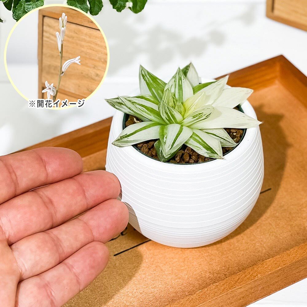 PLANCHU 多肉植物 ハオルチア 京の華錦 3号丸鉢 受け皿付き 育て方説明書付き Haworthia cymbiformis var. angustana f. variegata