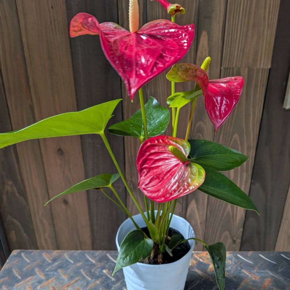 アンスリウム 赤 レッド ４号 鉢植え 観葉植物 アンスリューム アンセリウム ラッピング 誕生日 結婚記念日 新築祝い 開店祝い 開業祝い ギフト還暦祝い 誕生日 新築祝い 開店祝い 観葉植物 癒し 開運 ラッピング