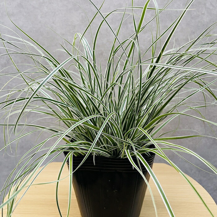 斑入り カレックス オシメンシス エベレスト 白緑 15cmポット苗 株 下草 常緑 多年草 グランドカバー カラーリーフ 庭 寄せ植えに 花壇 鉢植え 高耐寒性