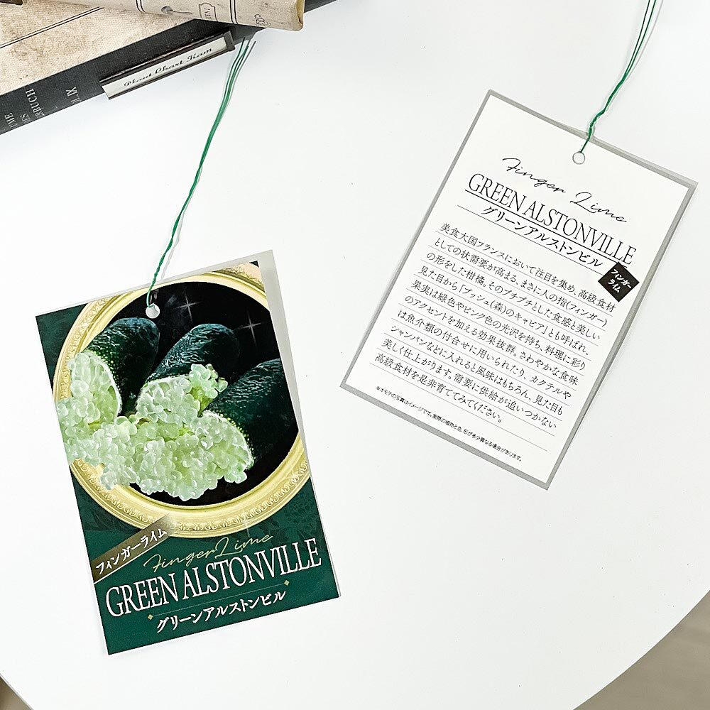 PLANCHU 亜熱帯果樹 シトラス フィンガーライム グリーンアリストンビル 6号スリット鉢 受け皿付き Citrus australasica cv. フルーツキャビア 柑橘苗