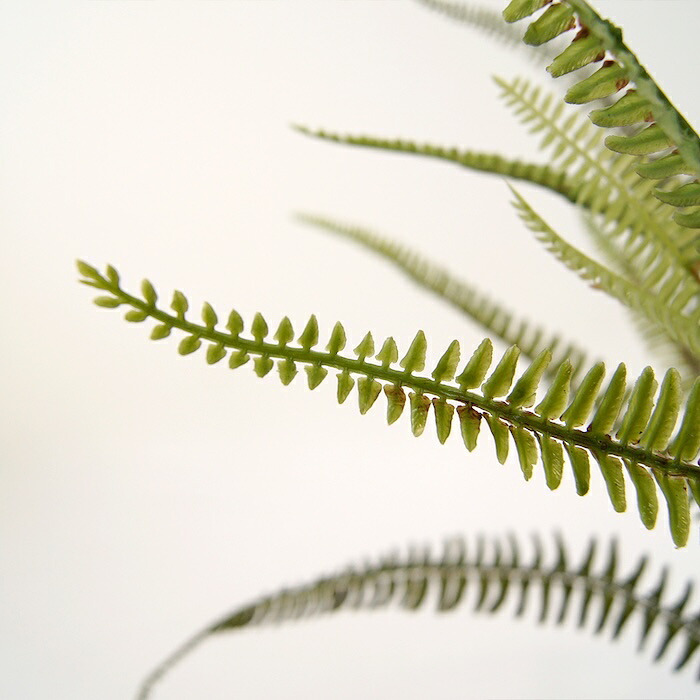 観葉植物 造花 ボストンファーン グリーン BROWN 全高約70cm 卓上・小型 フェイクグリーン 本物そっくり おしゃれ インテリア 人工観葉植物 アーティフィシャルグリーン オフィス 店舗 ホテル 開店祝い 室内 ミニ シダ タマシダ フェイク