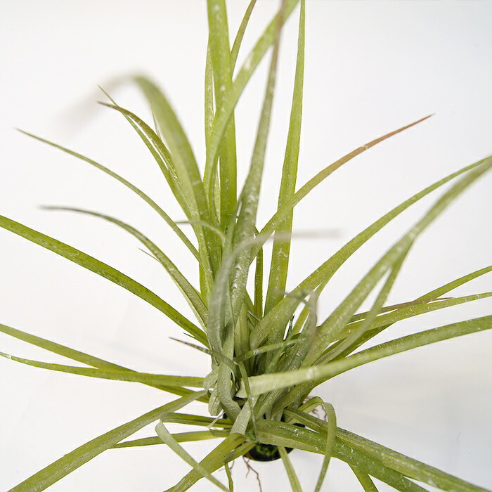 観葉植物 造花 グラス BROWN 全高約65cm 卓上・小型 フェイクグリーン 本物そっくり おしゃれ インテリア 人工観葉植物 アーティフィシャルグリーン オフィス 店舗 ホテル 開店祝い 室内 ミニ ナチュラル 草 フェイク