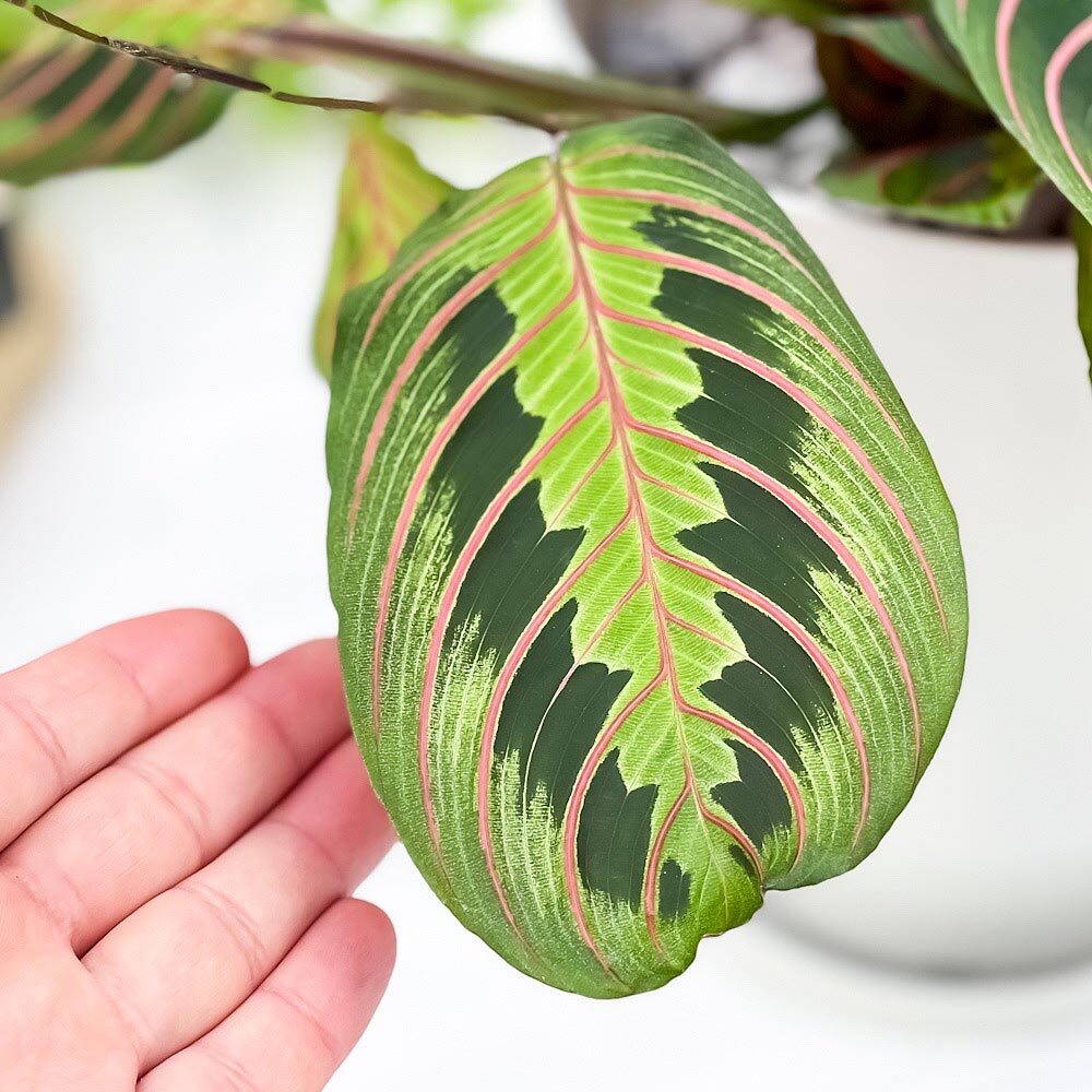 PLANCHU 観葉植物 マランタ ボスタス 6号鉢 受け皿付き 育て方説明書付き Maranta leuconeura var. erythroneura レウコネウラ カラテア