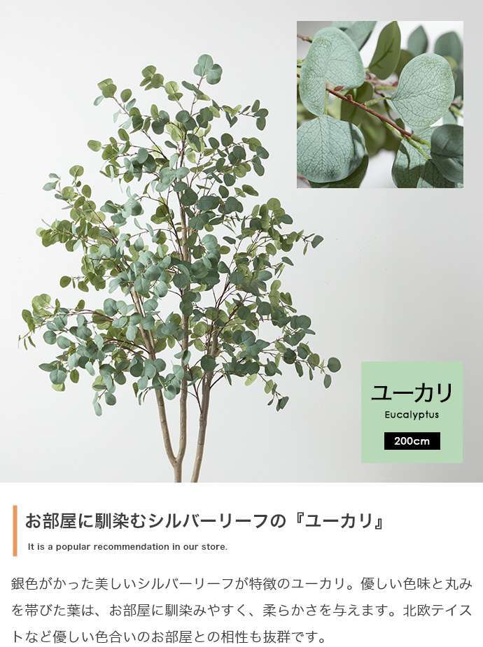【高さ200cm】光触媒人工観葉植物 ユーカリ 幅70cm×奥行60cm×高さ200cm オフィス 天然木 ポリエステル 組立品 お部屋に気軽に飾れて空間を美しく彩るフェイクグリーン 本物の植物のようなリアルな質感とインテリアに馴染む風合いが魅力です