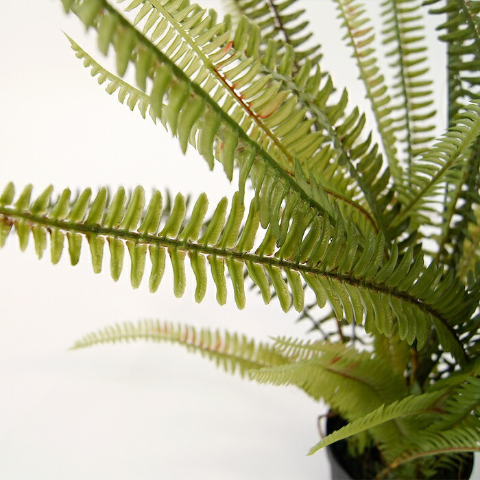 観葉植物 造花 ボストンファーン グリーン BROWN 全高約70cm 卓上・小型 フェイクグリーン 本物そっくり おしゃれ インテリア 人工観葉植物 アーティフィシャルグリーン オフィス 店舗 ホテル 開店祝い 室内 ミニ シダ タマシダ フェイク