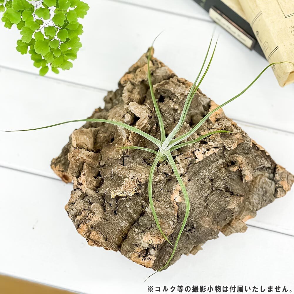 PLANCHU エアプランツ ティランジア シーディアナ Sサイズ 1株 W14×H14cm前後 育て方説明書付き Tillandsia schiedeana スキディアーナ エアープランツ チランジア