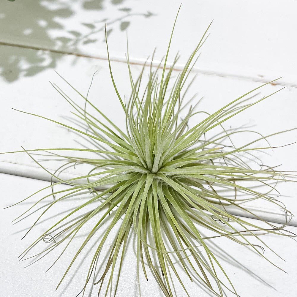 PLANCHU エアプランツ ティランジア マグヌシアナ Mサイズ 1株 W10×H10cm前後 育て方説明書付き Tillandsia magnusiana エアープランツ チランジア