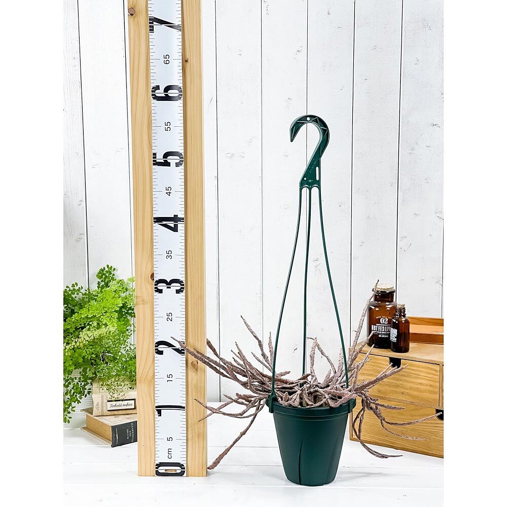 PLANCHU 多肉植物 ユーフォルビア プラティクラダ 5号吊り鉢 育て方説明書付き Euphorbia platyclada ゾンビプランツ