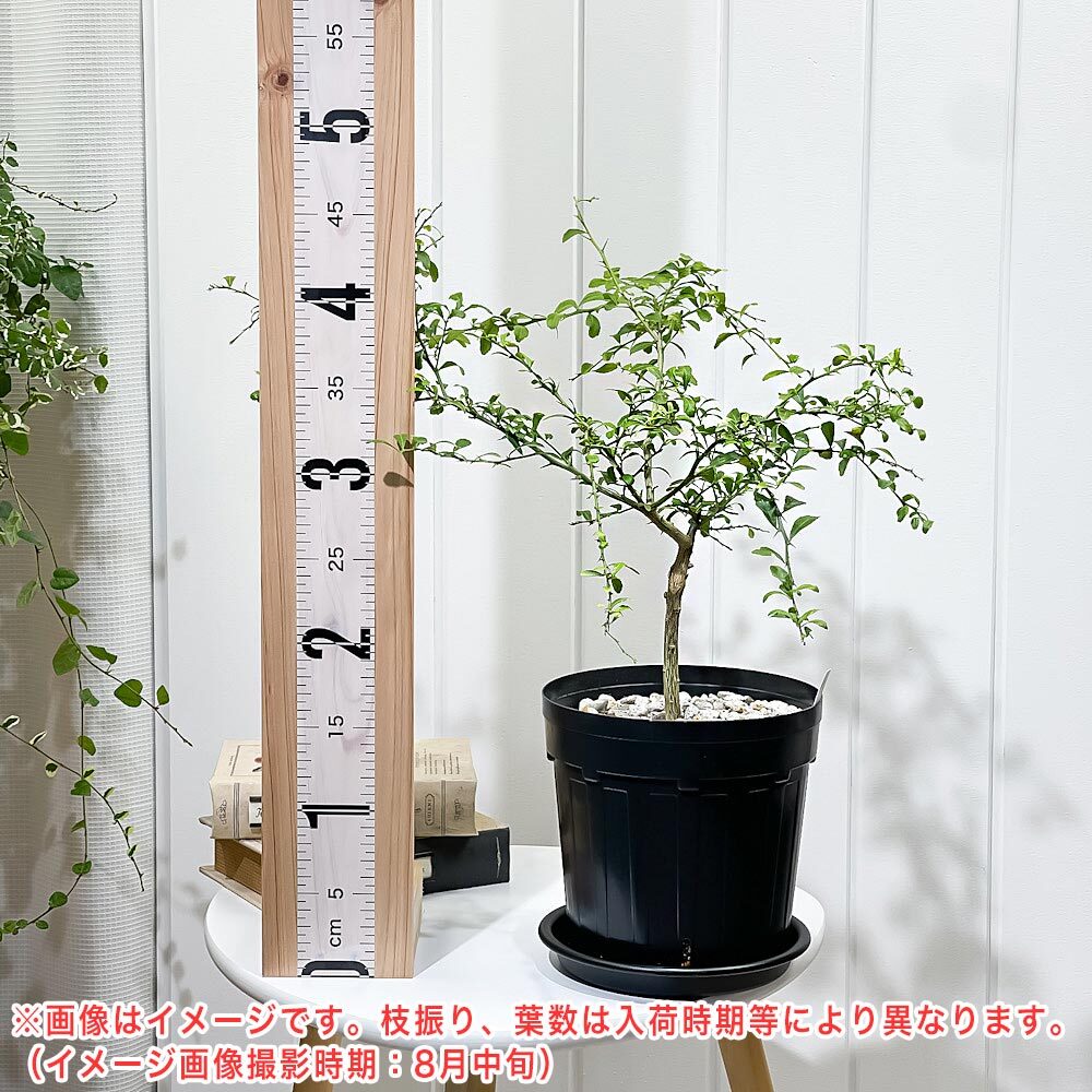 PLANCHU 亜熱帯果樹 シトラス フィンガーライム グリーンアリストンビル 6号スリット鉢 受け皿付き Citrus australasica cv. フルーツキャビア 柑橘苗