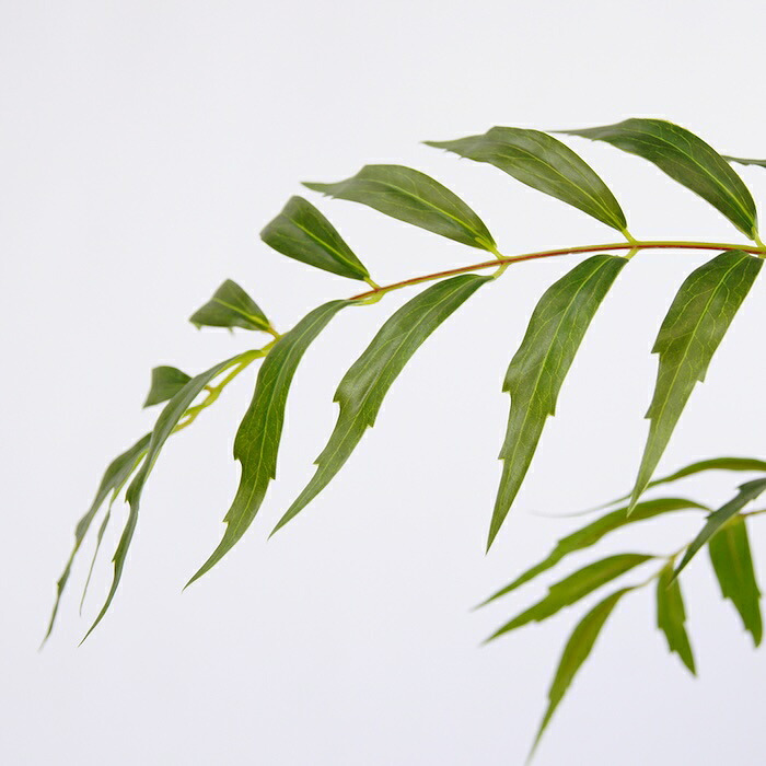 観葉植物 造花 マホニア コンフューサ BROWN 全高約180cm 大型 フェイクグリーン 高級 本物そっくり リアル おしゃれ 和風 和モダン インテリア 人工観葉植物 アーティフィシャルグリーン オフィス 店舗 ホテル 旅館 開店祝い 室内 リビング 玄関 庭木 細葉ヒイラギナンテン