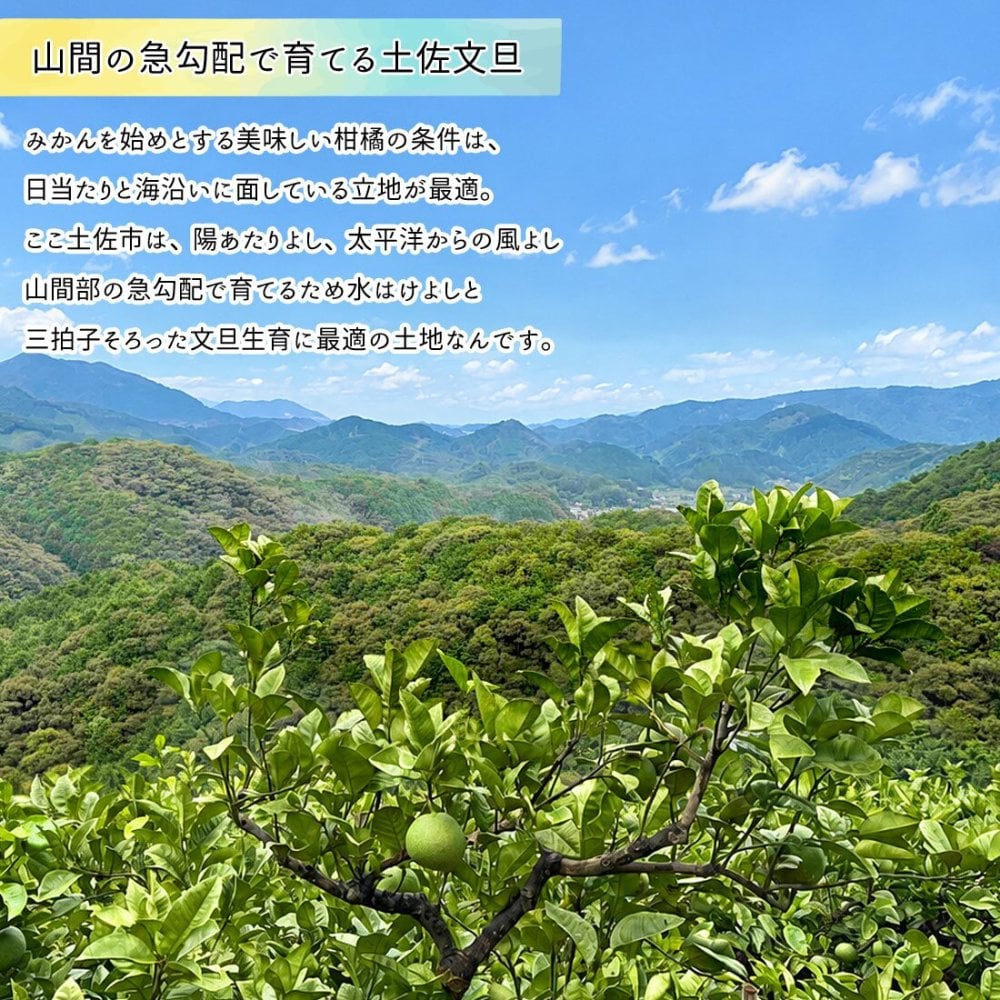 土佐文旦 野囲い 文旦 大玉 2L～4L 10kg 家庭用 土佐市 まる庄果樹園 産直 山間部栽培 ぶんたん 産地直送 高知産 ジューシー まろやか 高知 ブンタン 農家直送 ネコちゃん箱入り 届いてすぐに食べれる追熟文旦【送料無料】