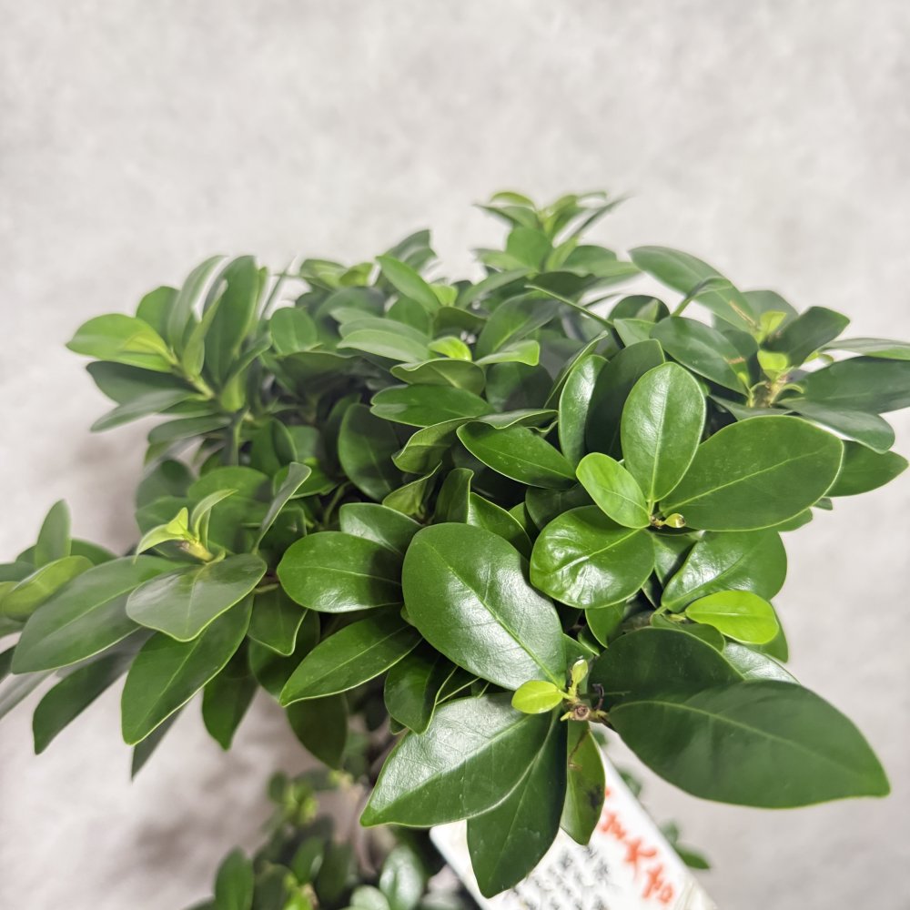 ガジュマル 観葉植物 八の字 8号鉢苗 大型 盆栽 末広がりの8の字 室内 珍しい 希少種 多幸の木 幸福をもたらす精霊が住むガジュマルの木 おしゃれなインテリア 結婚祝い 新築祝い 開店祝い 開業祝い 誕生日 母の日 父の日 記念日 プレゼントギフト 肥料別売り 敬老の日