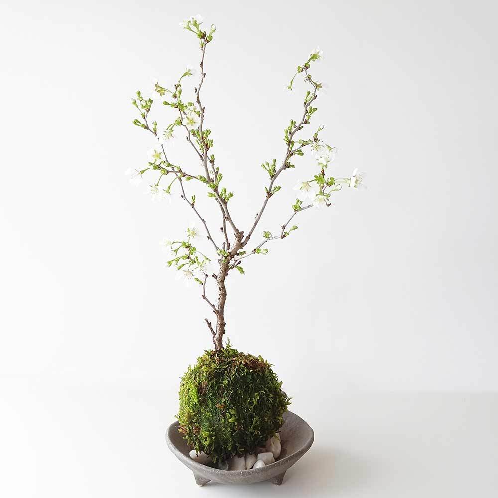 桜・・・そう聞くだけで心和む景色を貴方のもとへ【富士桜（湖上の舞）の苔玉・三つ足灰器セット】