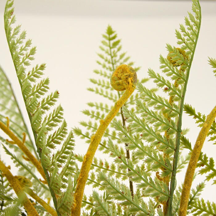 観葉植物 造花 ディクソニア BROWN 全高約183cm 大型 フェイクグリーン 高級 本物そっくり リアル おしゃれ 珍しい インテリア 人工観葉植物 アーティフィシャルグリーン オフィス 店舗 ホテル 開店祝い 室内 リビング 玄関 風水 木性シダ