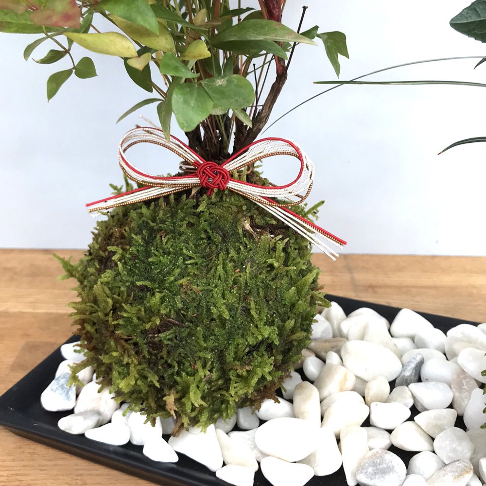 苔玉 十両（ヤブコウジ）の苔玉 南天の苔玉 水引き ピック 長方陶器下皿セット  春から夏には緑色の新葉が秋からは真っ赤な葉 ナンテン 風水 難を転ずる 風水 縁起物 ギフト 贈り物 観葉植物 開運  紅葉 おめでたい 運気を上げる bonsai  風水 なんてん 苔 こけ こけだま