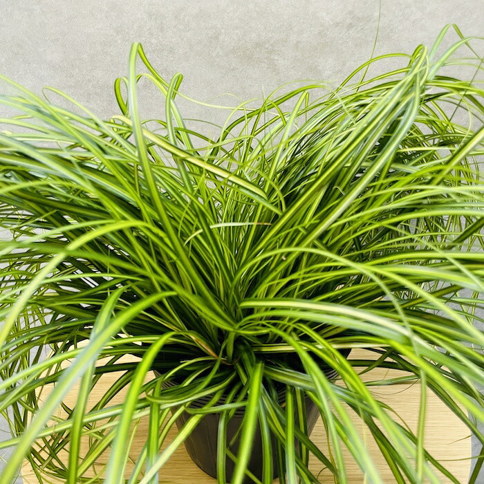 斑入り カレックス オシメンシス エバーシーン 15cmポット苗 株 下草 常緑 多年草 グランドカバー カラーリーフ 庭 寄せ植えに 花壇 鉢植え 高耐寒性