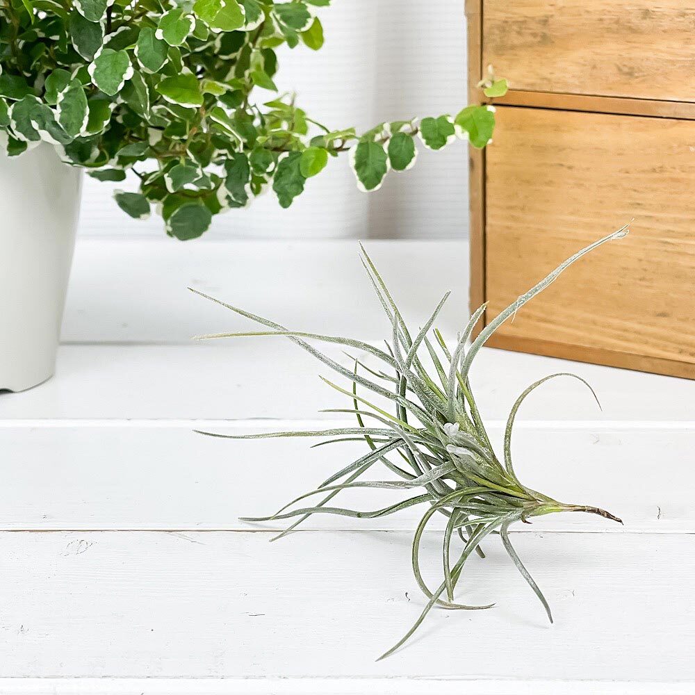 PLANCHU エアプランツ ティランジア レクルバータ 1株 W10×H10cm前後 育て方説明書付き Tillandsia recurvata エアープランツ チランジア