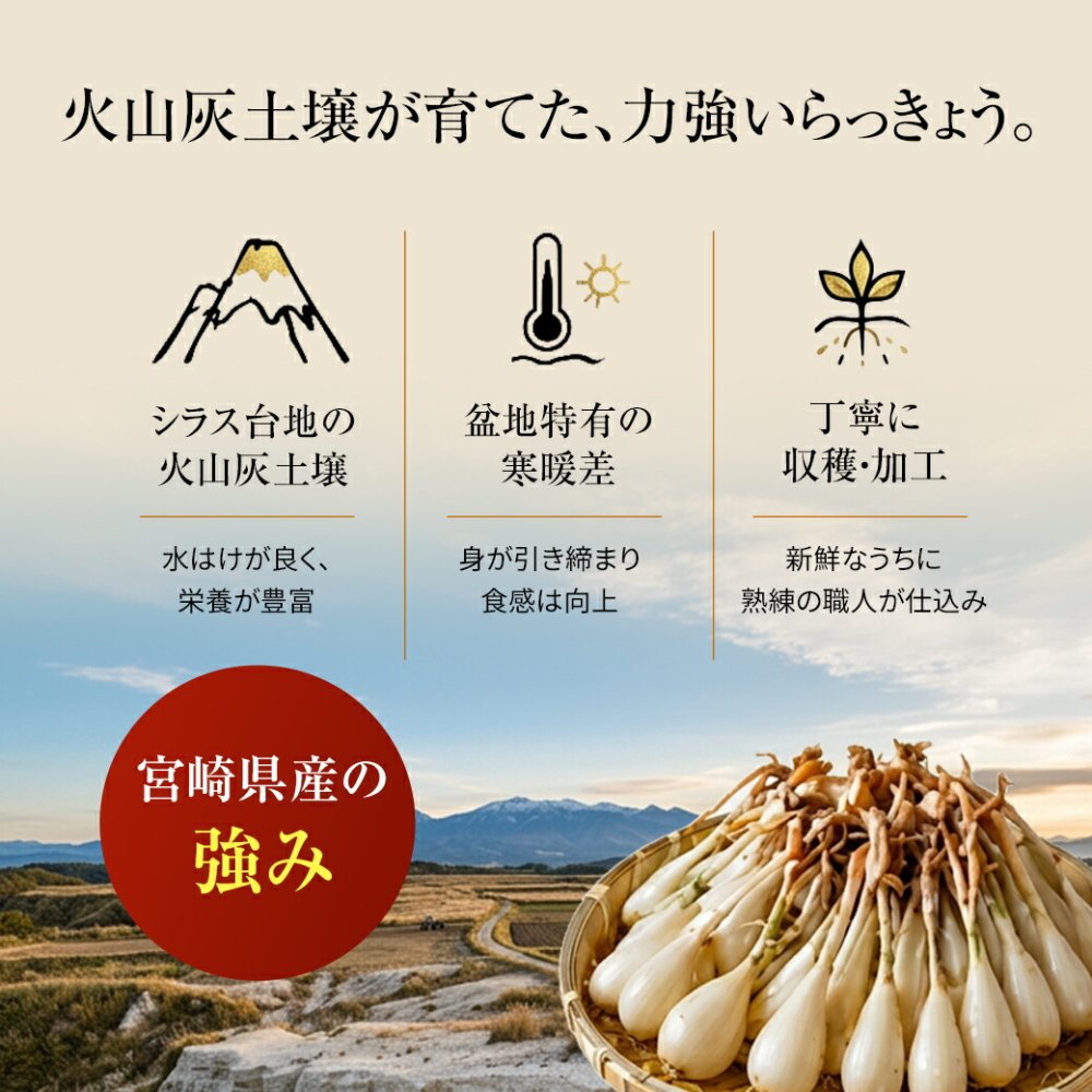宮崎産らっきょう 甘酢 80g×3袋