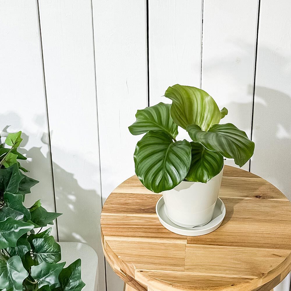PLANCHU 観葉植物 カラテア オルビフォリア 3.5号鉢 受け皿付き 育て方説明書付き Calathea orbifolia