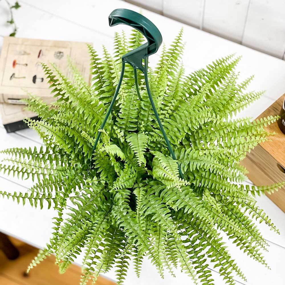 PLANCHU 観葉植物 ネフロレピス ツデー 6号吊り鉢 育て方説明書付き Nephrolepis exaltata ‘Teddy Junior’ ボストンファーン ボストンファン シダ植物