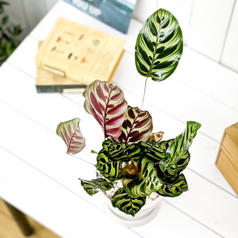 PLANCHU 観葉植物 カラテア マコヤナ 5号樹脂鉢 ホワイト サスティー付き 受け皿付き 育て方説明書付き Calathea makoyana 五色矢羽根芭蕉 ゴシキヤバネバショウ
