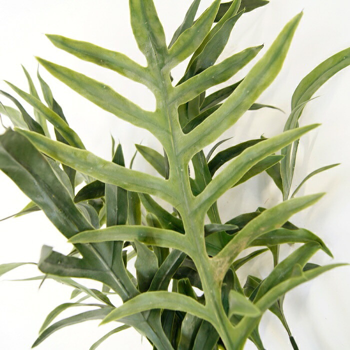 観葉植物 造花 フレボディウム BROWN 全高約65cm 卓上・小型 フェイクグリーン 本物そっくり おしゃれ インテリア 人工観葉植物 アーティフィシャルグリーン オフィス 店舗 ホテル 開店祝い 室内 ミニ ブルースター シダ フェイク