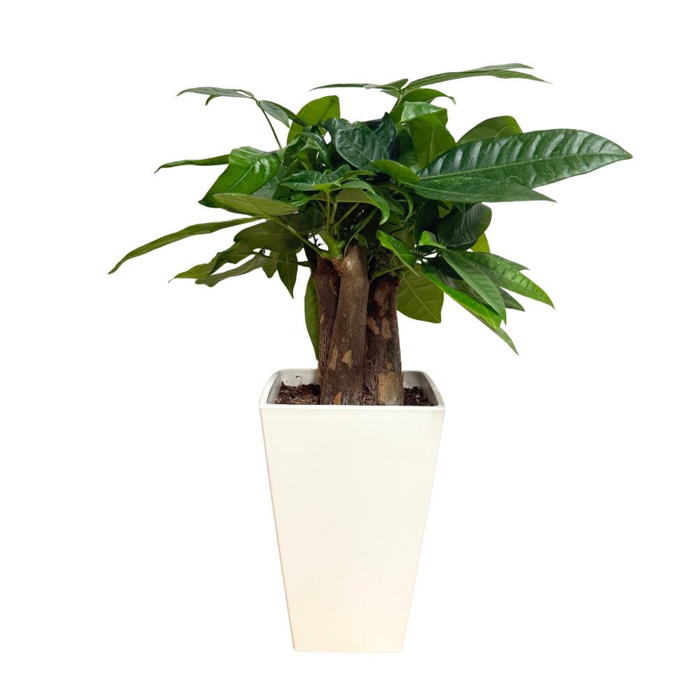 観葉植物 パキラ グラブラ 3本立ち ミニ 卓上 小さい 4号 高さ約35cm 白 スクエア鉢 マネーツリー 育てやすい 耐陰性 インテリア デスク 棚 一人暮らし 誕生日 引っ越し祝い 就職祝い 退職祝い お礼 プチギフト お祝い ギフト プレゼント おしゃれ