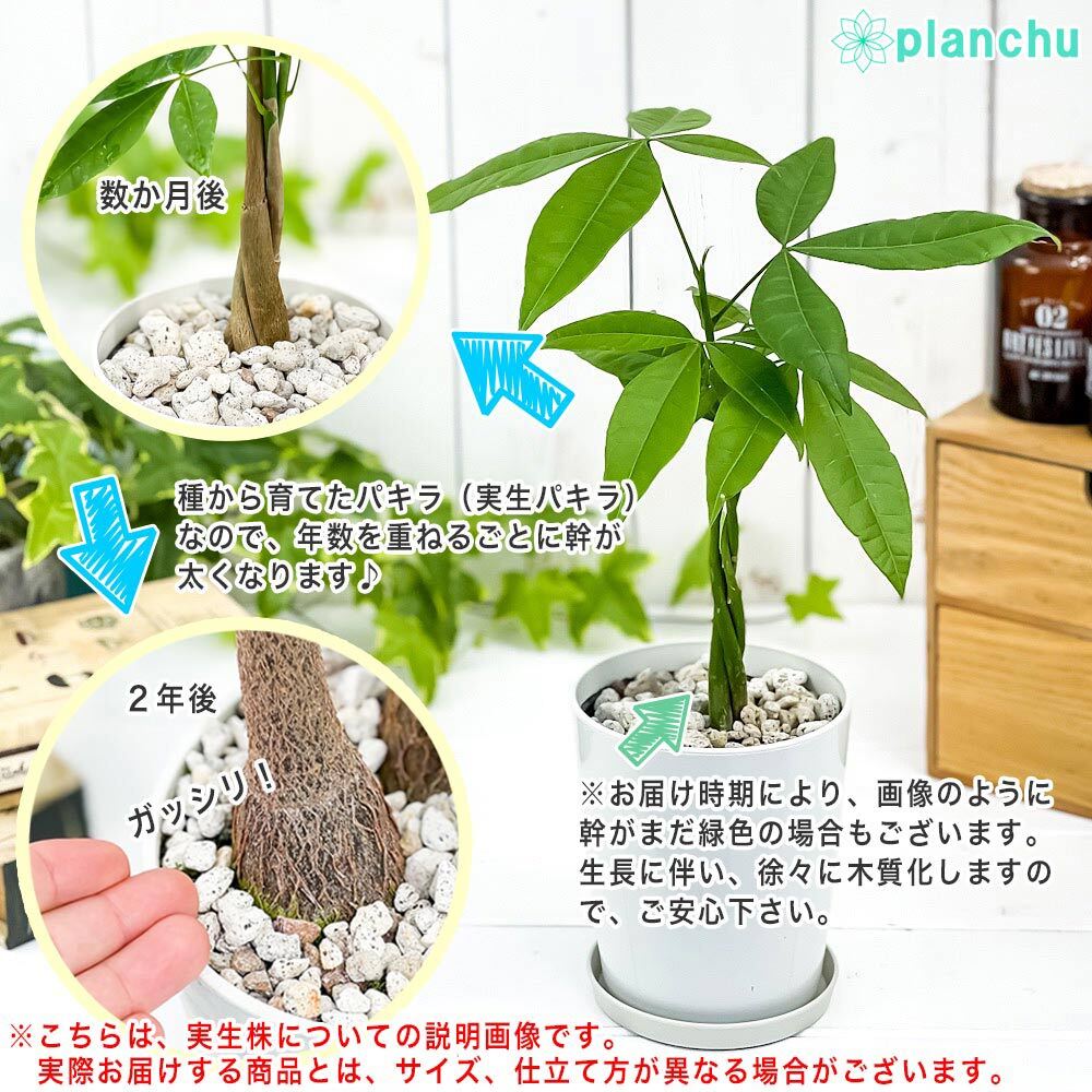 PLANCHU 観葉植物 パキラの森 実生株 6号鉢 受け皿付き 育て方説明書付き Pachira glabra 発財樹