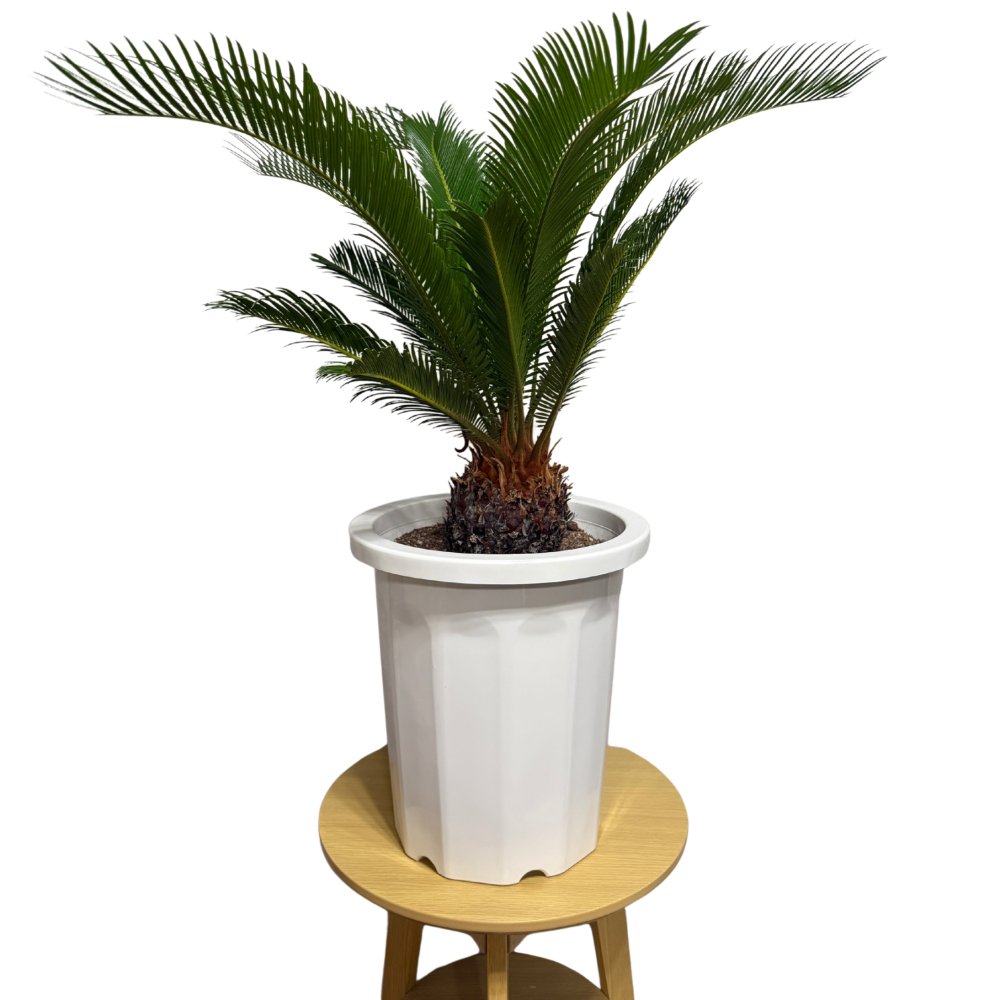 現品 観葉植物 ソテツ 蘇鉄 高さ80cm 10号鉢苗 大型種類 大きい 鉢植え 和風 和室 南国 おしゃれな室内インテリア 日陰 風水 玄関 リビング 初心者におすすめ 簡単で育てやすい 耐陰性 部屋 屋外 かわいい ベランダ プレゼント ギフト 開店祝い 結婚祝い 窓際 テレビ横 モダン 贈答