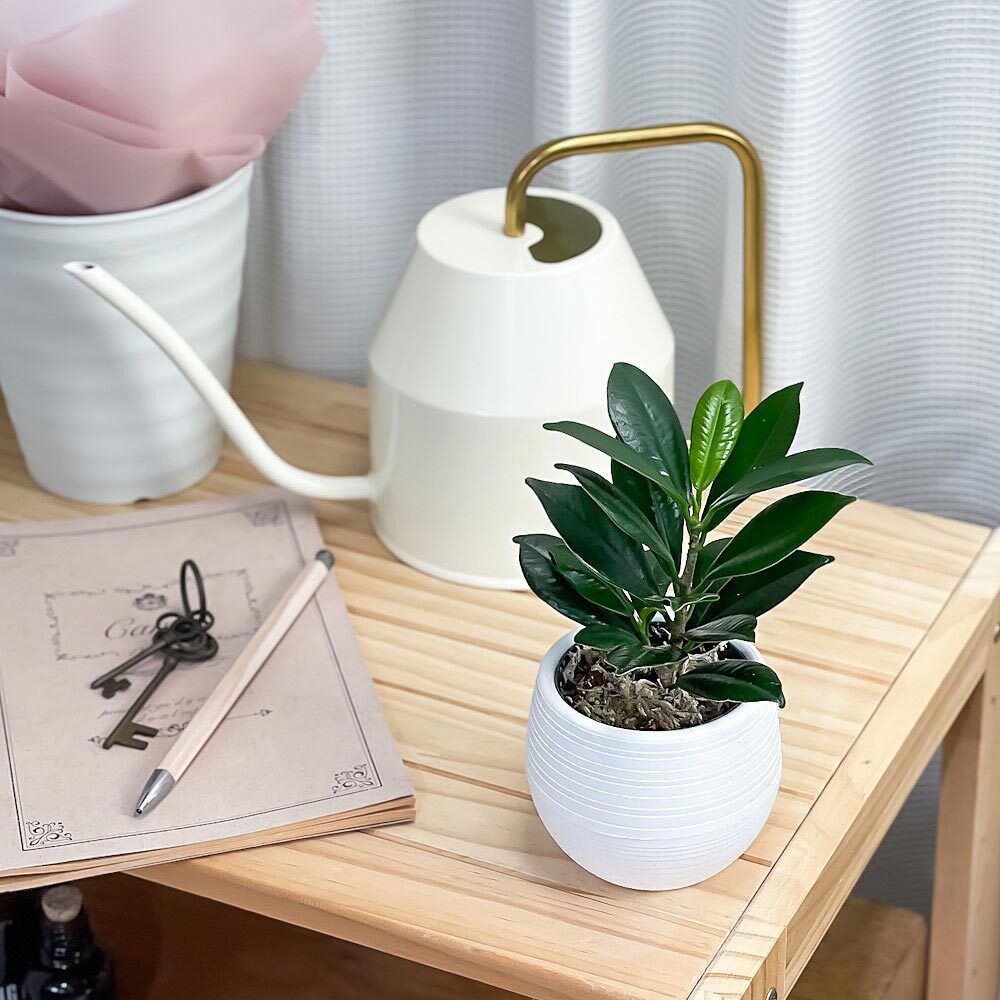 PLANCHU 観葉植物 ガジュマル ベビーリーフ 3号丸鉢 受け皿付き 育て方説明書付き Ficus ‘Baby Leaf’ フィカス 矮性ガジュマル 精霊の宿る木