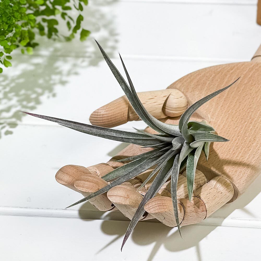 PLANCHU エアプランツ ティランジア ストリクタ パープルレイン 1株 W12×H12cm前後 育て方説明書付き Tillandsia stricta ‘Purple Rain’ エアープランツ チランジア