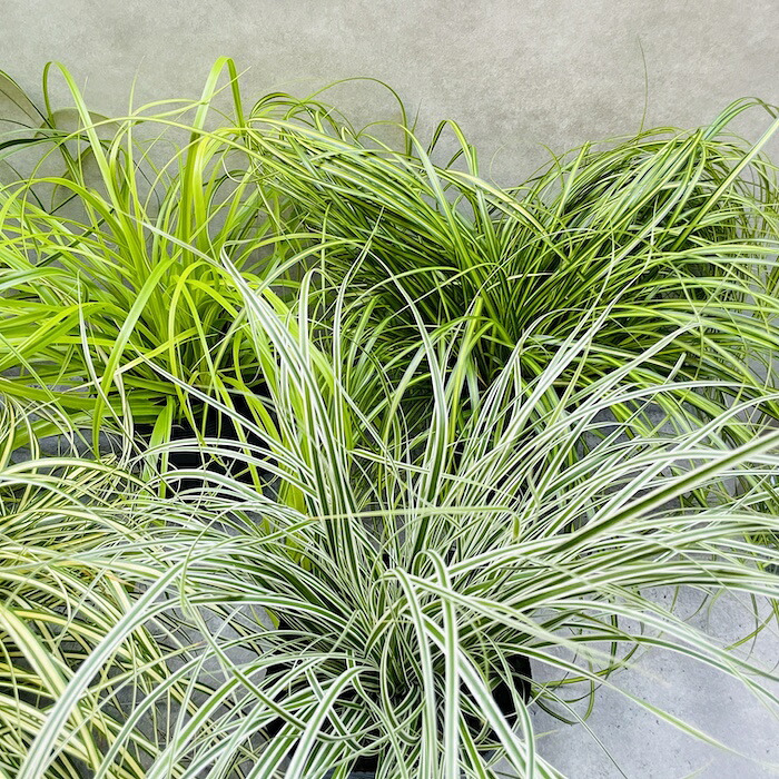 カレックス 5品種セット 寄せ植え用 15cmポット苗 株 下草 常緑 多年草 グランドカバー カラーリーフ 庭 花壇 鉢植え 高耐寒性