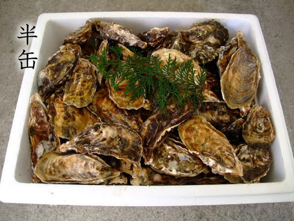殻付き生牡蠣 岡山県 邑久町産 曙牡蠣 | 半缶60個(5kg)前後 ■ 牡蠣むきナイフ、軍手付き お歳暮 送料無料 殻付き牡蠣 殻付き カキ かき 牡蛎 牡蠣一斗缶  海鮮 バーベキュー BBQ