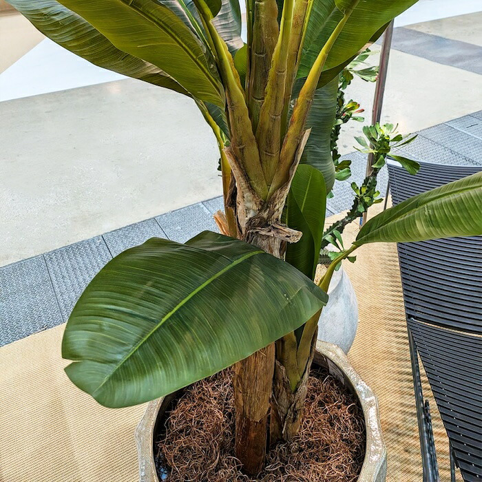 観葉植物 造花 バナナ BROWN 全高約180cm 大型 フェイクグリーン 高級 本物そっくり リアル おしゃれ インテリア 人工観葉植物 アーティフィシャルグリーン 南国 リゾート オフィス 店舗 ホテル 開店祝い 室内 リビング 玄関 風水 バナナの木