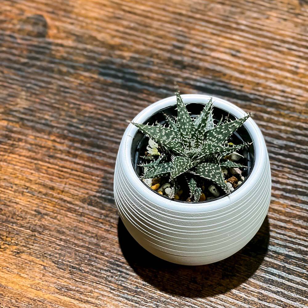 PLANCHU 多肉植物 アロエ ビートル 3号丸鉢 受け皿付き 育て方説明書付き Aloe haworthioides × descoingsii ハオルチオイデス × ディスコイングシー