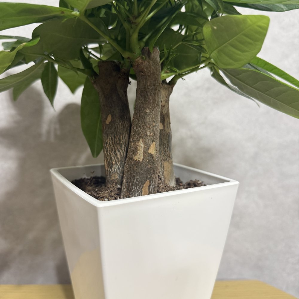 観葉植物 パキラ グラブラ 3本立ち ミニ 卓上 小さい 4号 高さ約35cm 白 スクエア鉢 マネーツリー 育てやすい 耐陰性 インテリア デスク 棚 一人暮らし 誕生日 引っ越し祝い 就職祝い 退職祝い お礼 プチギフト お祝い ギフト プレゼント おしゃれ