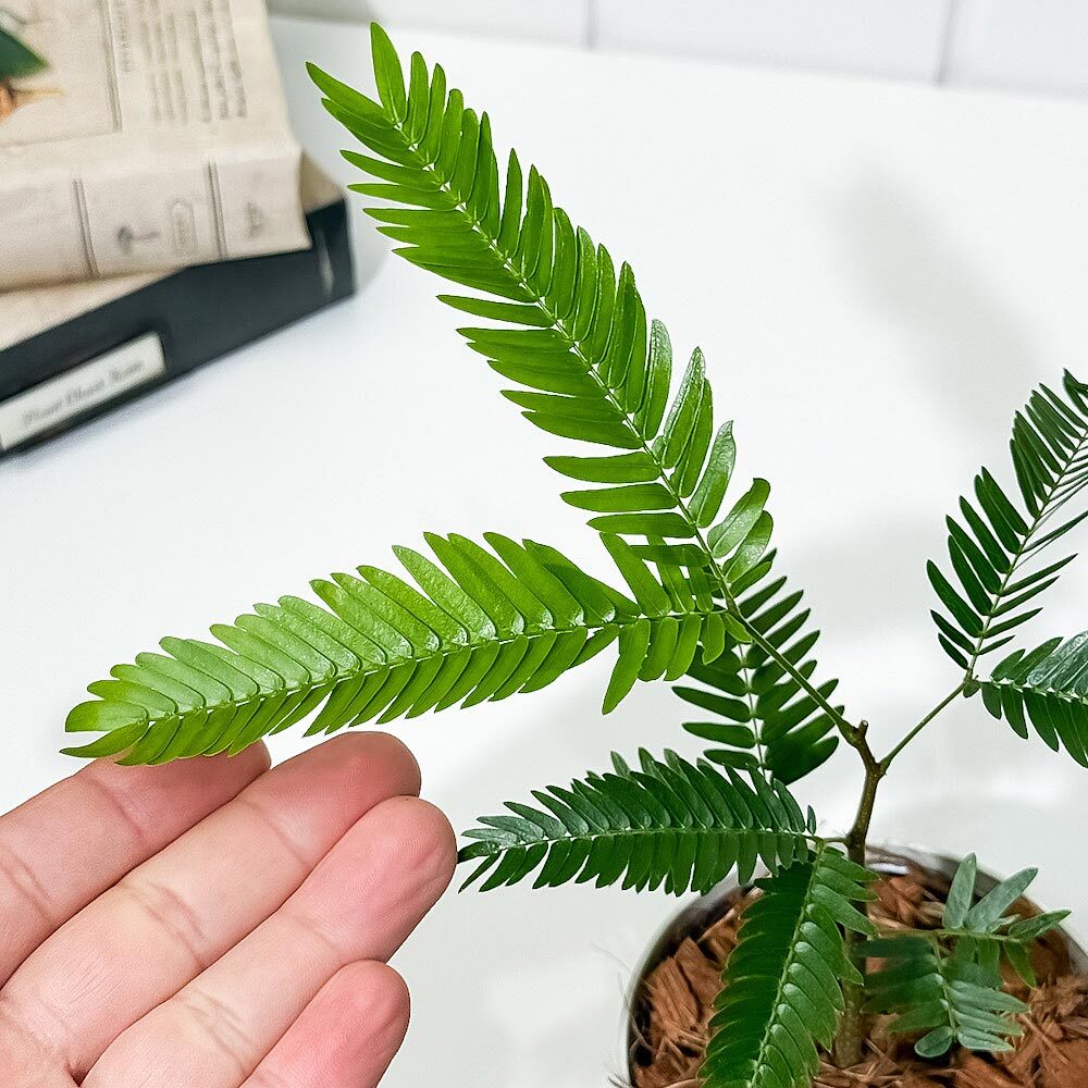 PLANCHU 観葉植物 コヨバ エバーフレッシュ 3.5号鉢 受け皿付き 育て方説明書付き Cojoba arborea var. angustifolia アカサヤネムノキ