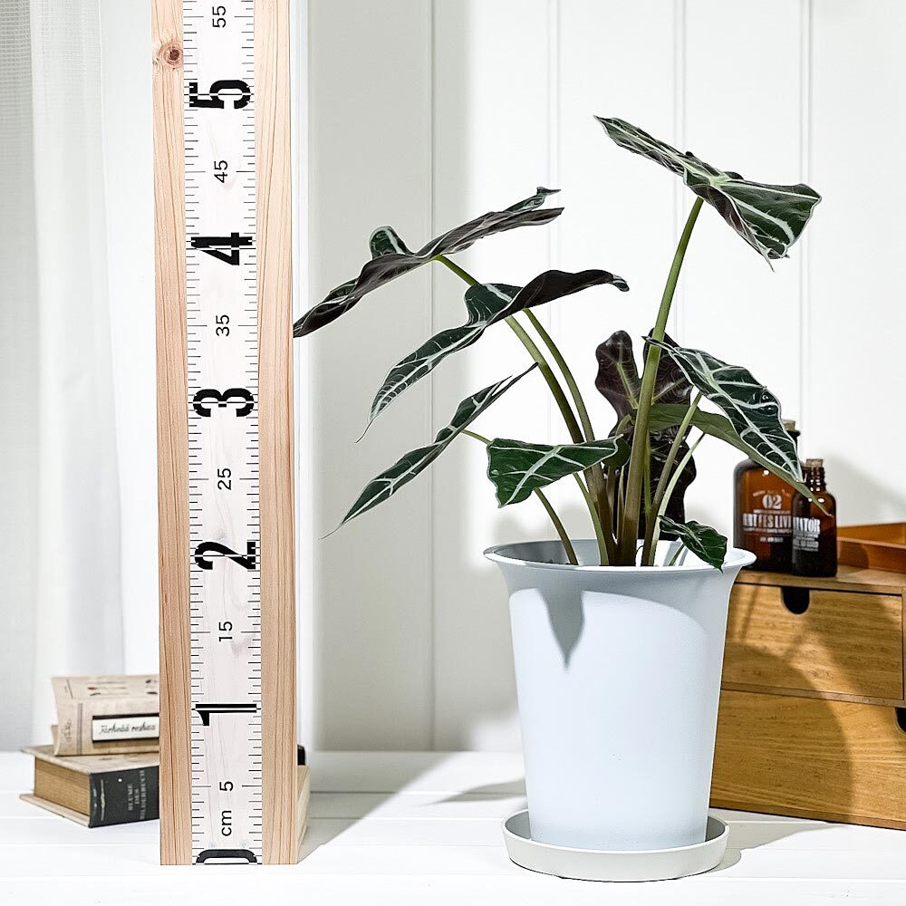 PLANCHU 観葉植物 アロカシア アマゾニカ ポリー 6号鉢 受け皿付き 育て方説明書付き Alocasia × amazonica ‘Polly’ アロイド