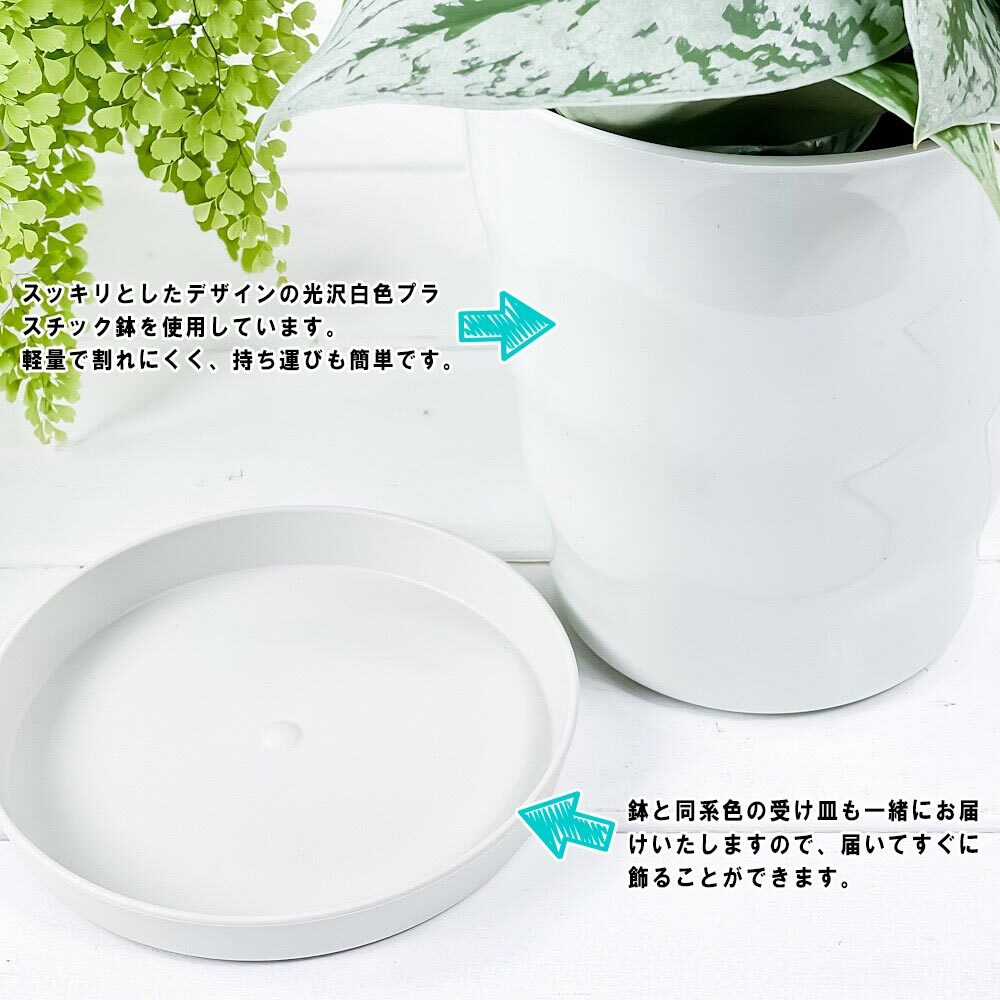 PLANCHU 観葉植物 アグラオネマ シルバークイーン 6号鉢 受け皿付き 育て方説明書付き Aglaonema ‘Silver Queen’ 幸せを招くタイの宝石 アロイド