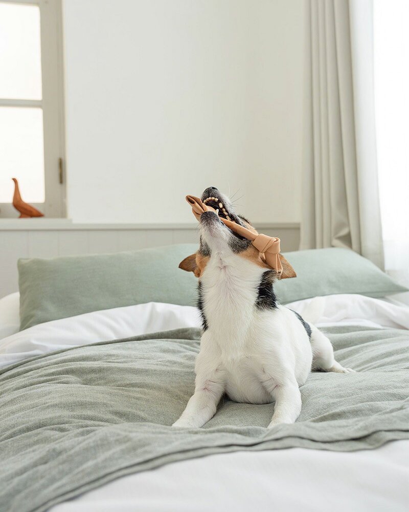DADWAYPET ダッドウェイペット FAD ファッド レザーボーン 犬用おもちゃ S