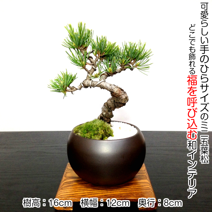 盆栽 松 樹齢7年 特選 五葉松 小品盆栽 育て方ガイド付 送料無料 無料ラッピング 趣味 曲付き太幹 高松五葉松 縁起の良い松 新しい趣味 植物 盆栽 松 室内 初心者 おしゃれ 盆栽 ミニ観葉 誕生日 敬老の日 父の日 プレゼント フラワーギフト 送料無料