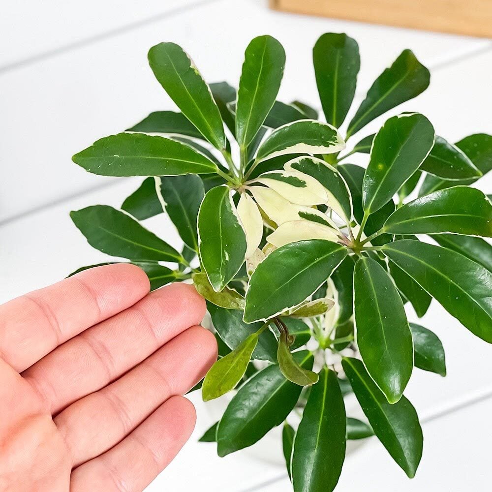 PLANCHU 観葉植物 シェフレラ アルボリコラ ムーンドロップ 3.5号鉢 受け皿付き 育て方説明書付き Schefflera arboricola ‘Moondrop’ ホンコンカポック 斑入り