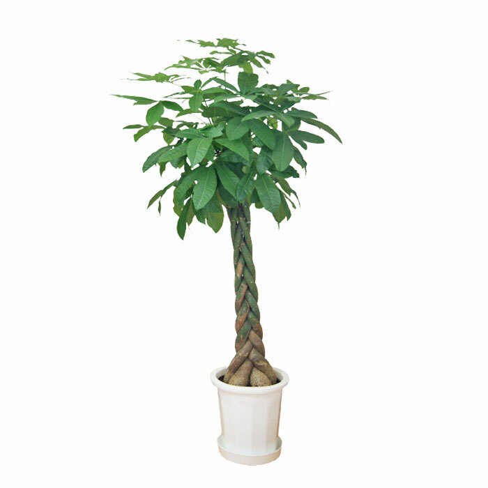パキラ 10号 尺プラ 高さ約170cm 観葉植物 幸福の木