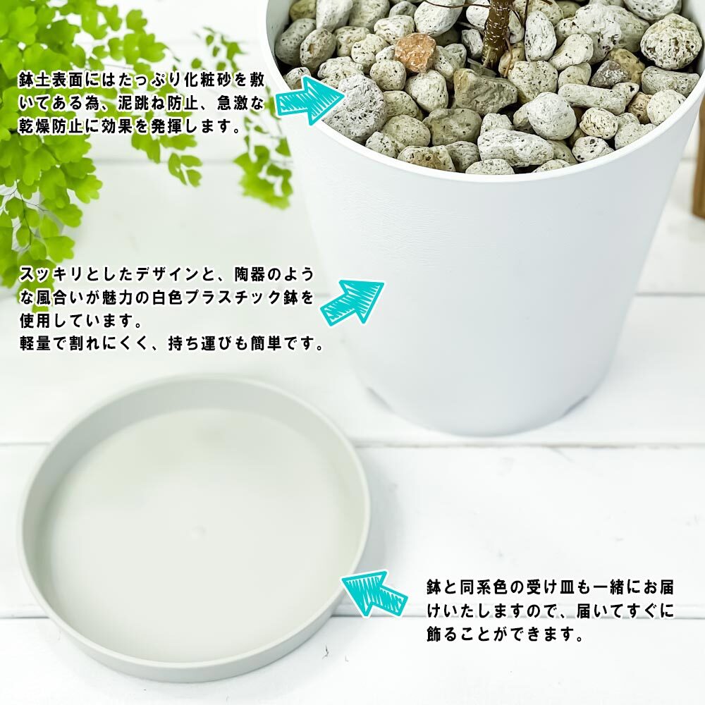 PLANCHU 観葉植物 フィカス アムステルゴールド 6号鉢 受け皿付き 育て方説明書付き Ficus binnendijkii ‘Amstel Gold’ ショウナンゴムノキ アムステルダムゴールド