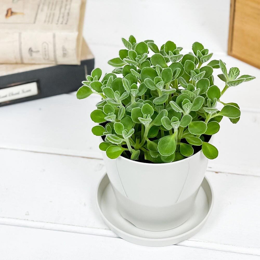 PLANCHU 観葉植物 プレクトランサス アロマティカス 3.5号鉢 受け皿付き 育て方説明書付き Plectranthus hadiensis ハーブ苗 虫除け植物