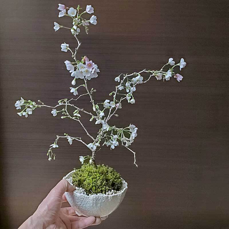 桜・・・そう聞くだけで心和む景色を貴方のもとへ　別名豆桜 【富士桜・湖上の舞の盆栽　万古焼 白深鉢 】